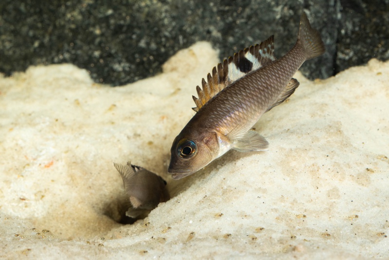 Lamprologus kungweensis 'Burton Bay'